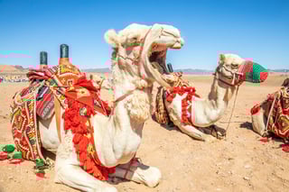 Arnessed Riding Camel Resting In The Desrt Al Ula Saudi Arabia
