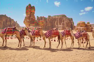 Group Of Camels Seats Ready For Tourists Walking In Alula Desert On A Bright Sunny Day Closeup