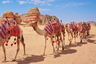 Group Of Camels Seats Ready For Tourists Walking In Alula Desert On A Bright Sunny Day Closeup