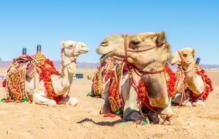 Harnessed Riding Camels Resting In The Desrt Al Ula Saudi Arabia