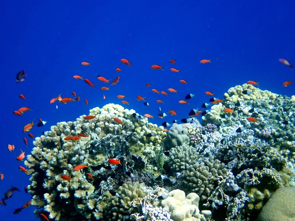 Vibrant Shallow Coral Reef Teeming
